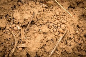 pisolites on the soil surace