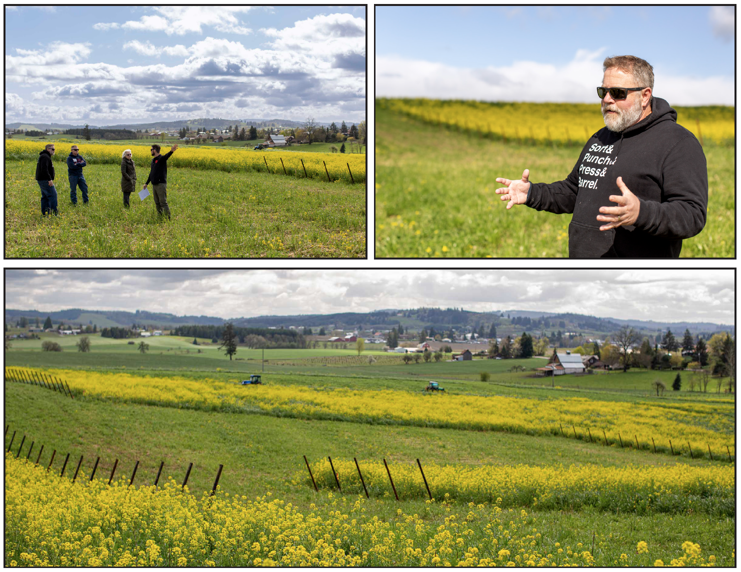 Three photos of a sweeping grassy farm with yellow mustard flowers and new trellis posts for a vineyard.