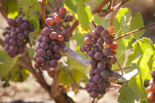 2023 Pinot Gris – 91 Points & “Best Buy” from Wine Enthusiast
