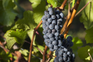 pinot noir grapes on vine