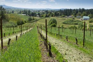 La Dolce Vita Vineyard