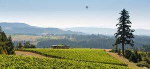 Fairsing Vineyard: Rooted in Heritage