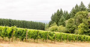 Xander Taryn Vineyard – A Hidden Gem