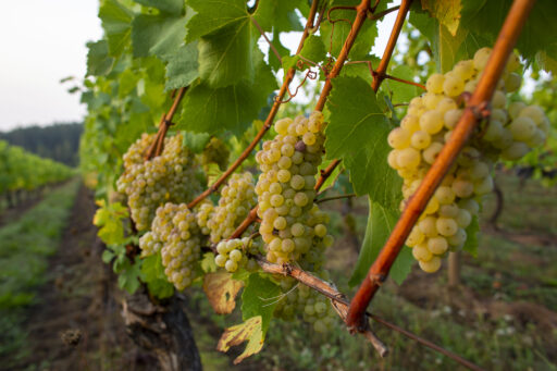 chardonnay grapes on vines