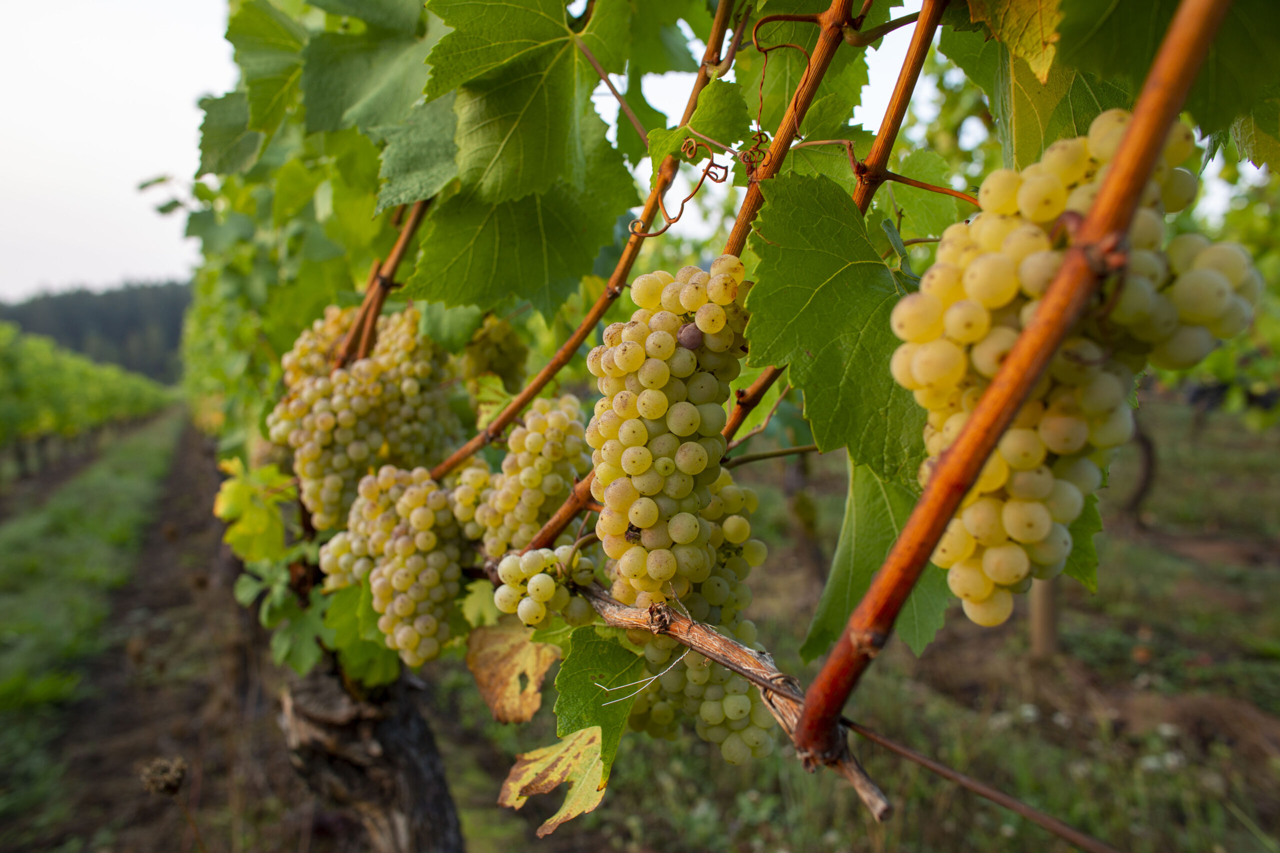 chardonnay grapes on vines
