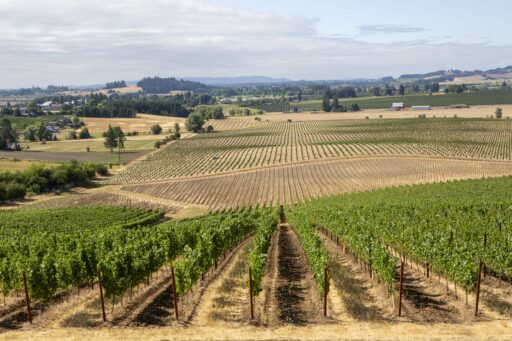 Pike Road Wines Soil Series: Sandstone
