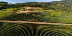 Corrine Vineyard