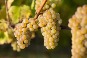 2022 Chardonnay – 90 Points & “Best Buy” from Wine Enthusiast