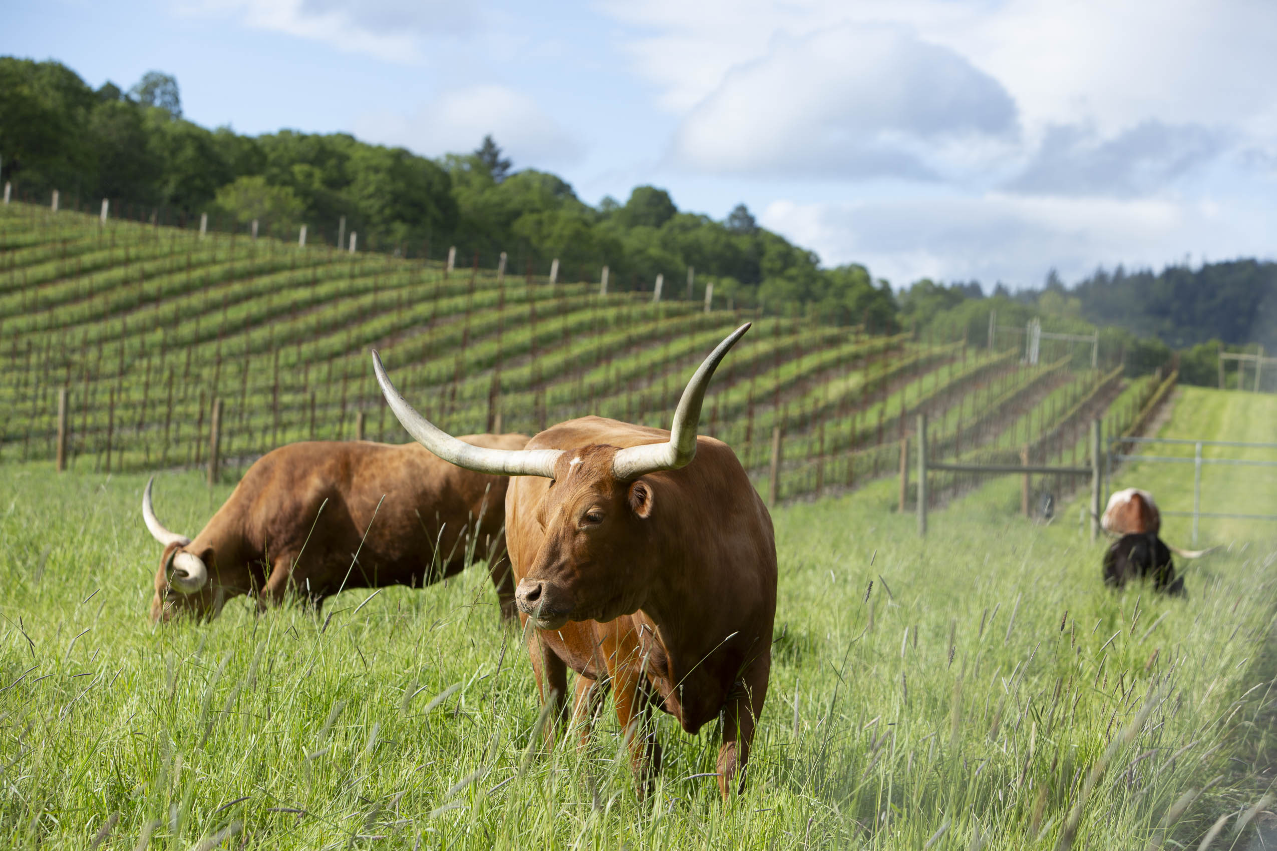 longhorn cattle and vineyards at Bishop Scott Ranch in Yamhill, OR