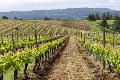 Temperance Hill Vineyard